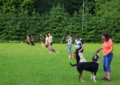 tečaj šolanja psov športno kinološko društvo bela krajina