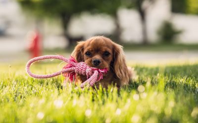 Uvodno brezplačno srečanje in vpis v tečaje šolanja psov pomlad 2022
